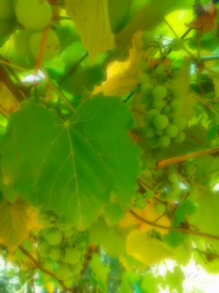 grapes on vine umbria